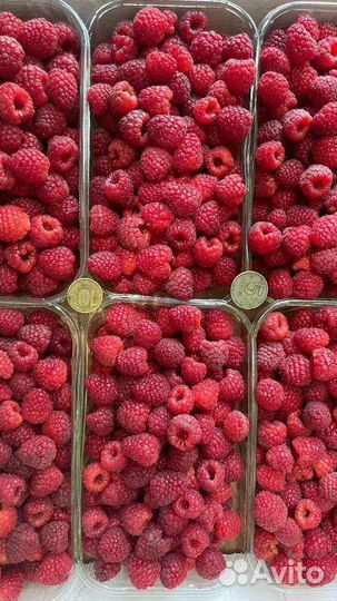 Ремонтантная малина