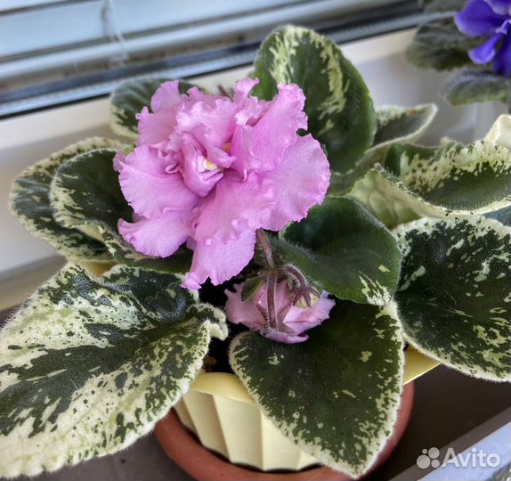 Фиалка сортовая