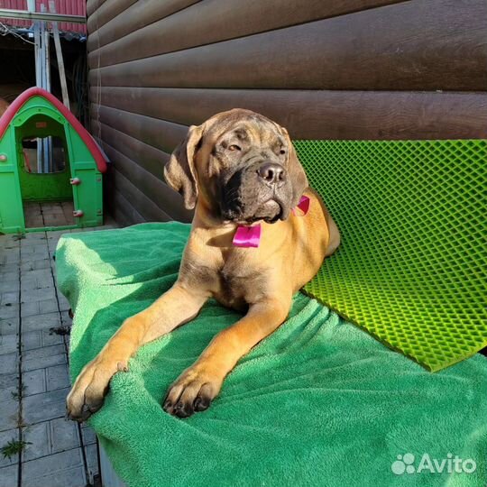 Бульмастиф