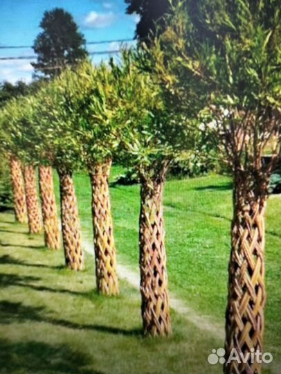 Плетеные деревья из ивы. Русская пальма