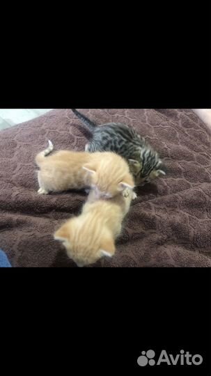 Кошка в дар