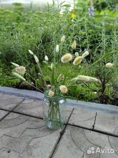 Лагурус, сухоцветы, заячьи хвостики