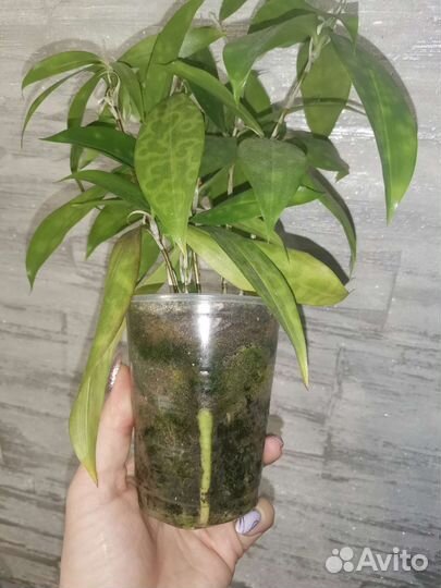 Драцена суркулоза