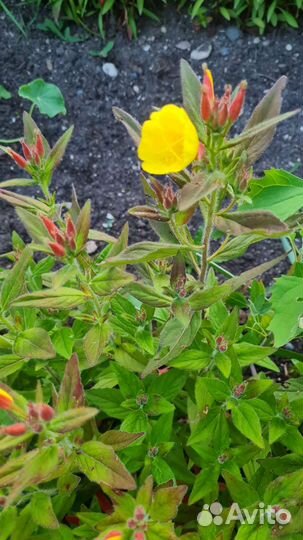 Энотера многолетняя