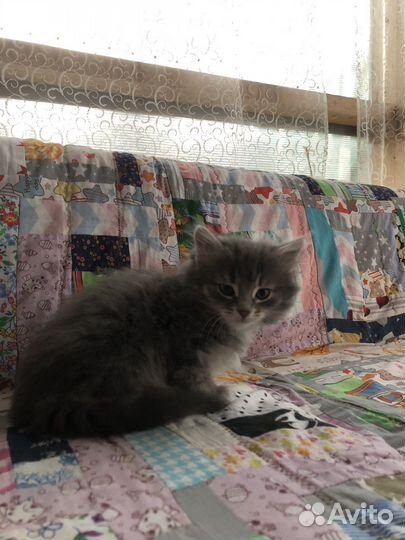 Котята в добрые руки бесплатно