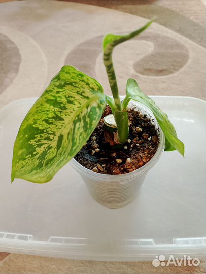 Диффенбахии