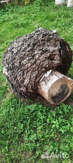 Кап (сувель) березовый