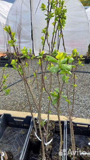 Саженцы абрикоса