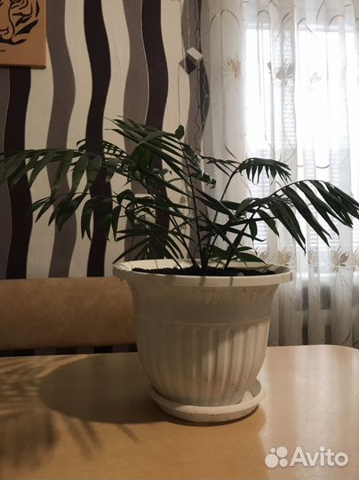 Пальма Хамедория