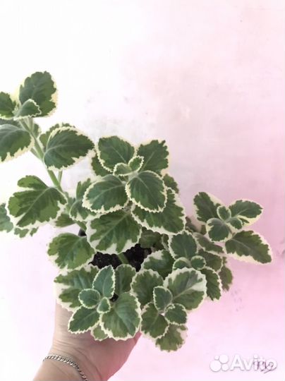 Плектрантус вариегатный лимонный