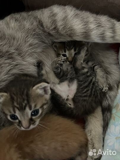Котята в добрые руки