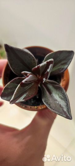 Ленофиллум (суккулент)