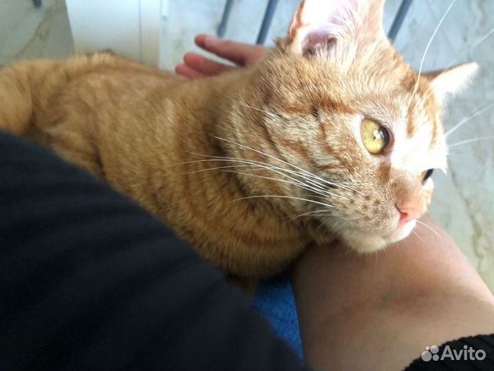 Котя хочет домой