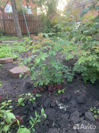 Роза кустовая