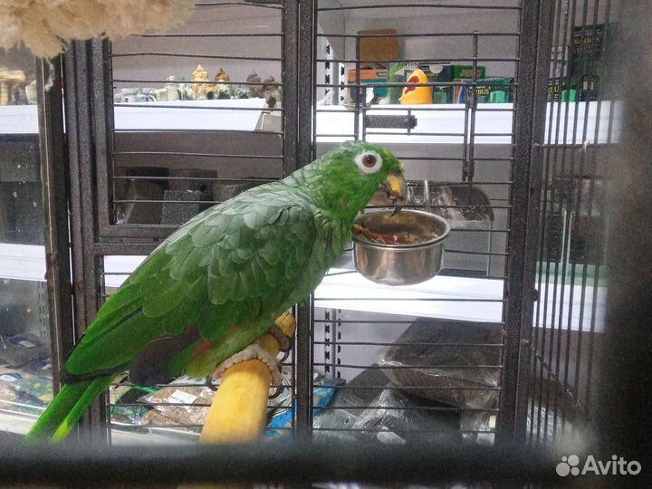 Попугай Амазон