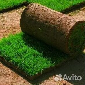 Рулонный газон