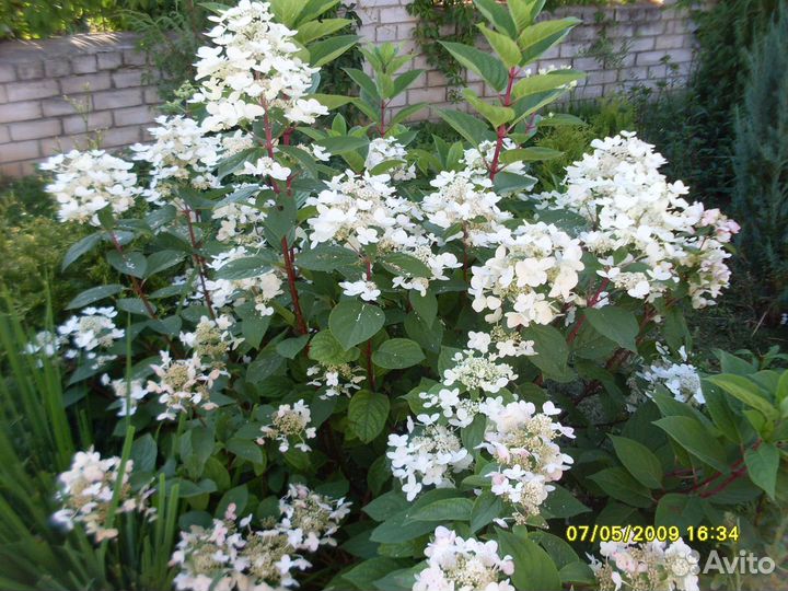 Декоративные растения для сада,гортензии