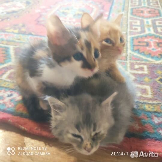 Отдам в добрые руки