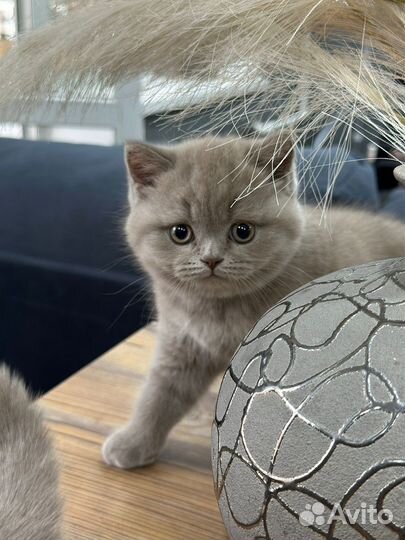 Британская