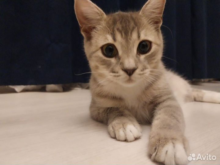 Кошки бесплатно