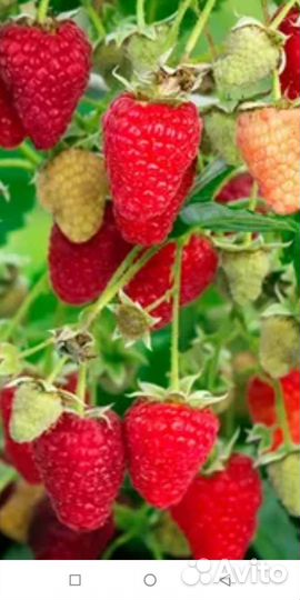 Саженцы малины ремонтантной