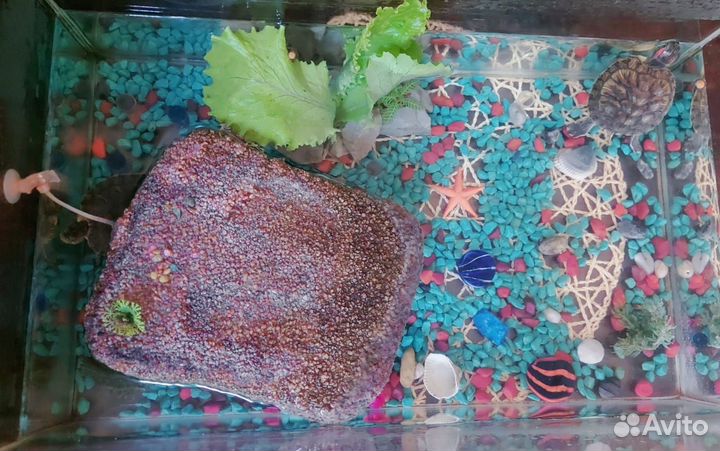 Черепахи с аквариумом