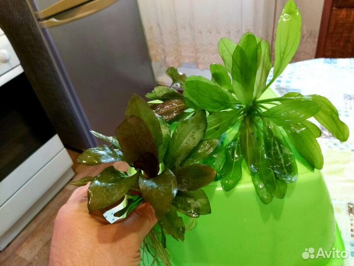 Прополка и Эхинодорусы