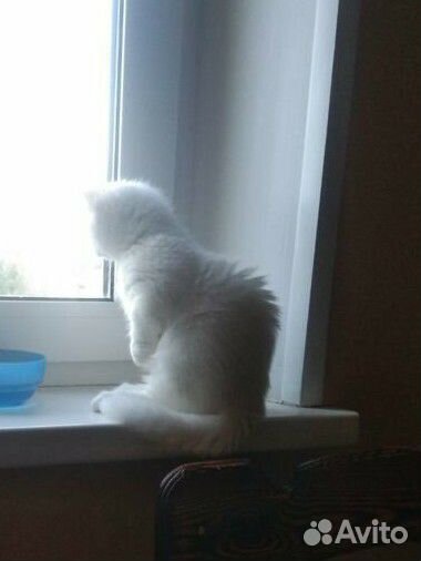 Котята манчкин
