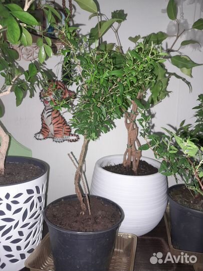 Мирт взрослый