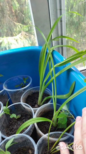 Лилейник, астильба и жасмин