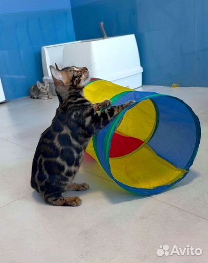 Бенгальские котята