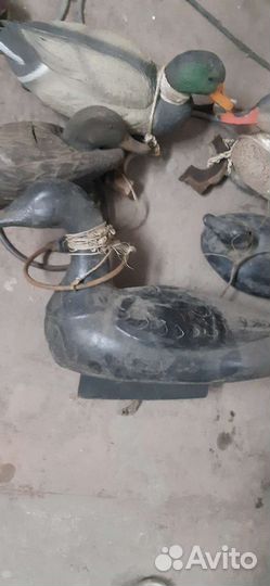 Утки подсадные для охоты