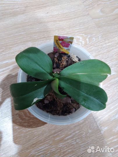 Орхидея фаленопсис