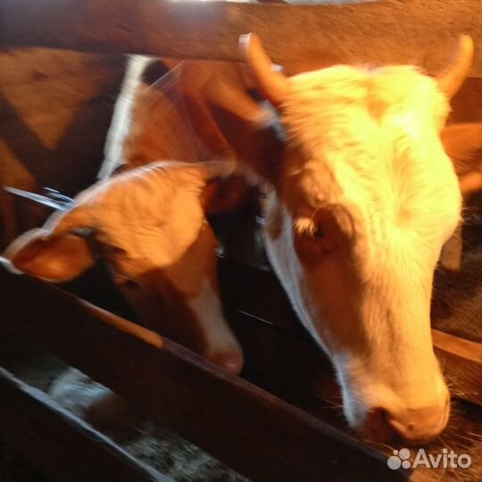 Телочки, 1,5. 1,1 года