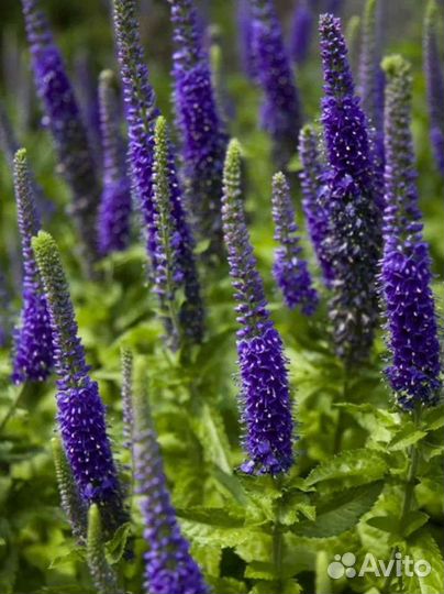 Садовые многолетники