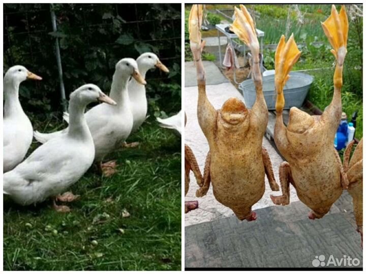 Мясо домашней птицы