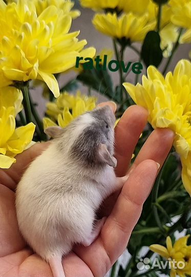 Крысята дамбо малыши