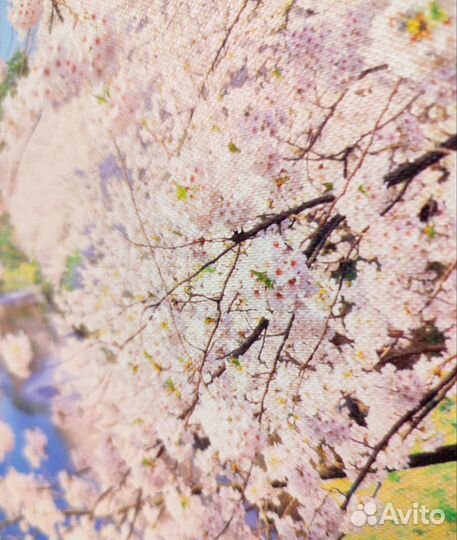 Картина цветущая сакура