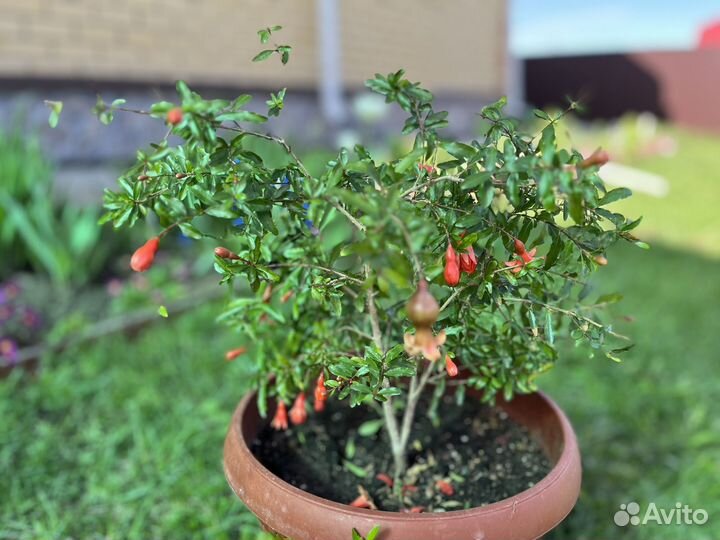 Гранат комнатный, гибискус махровый красный