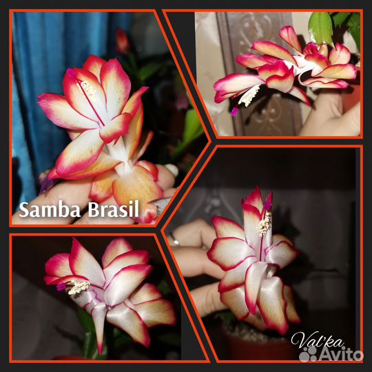 Декабрист шлюмбергера