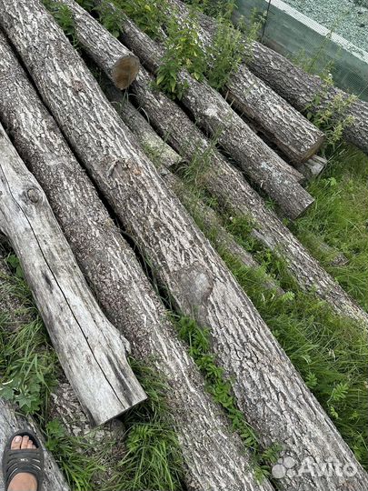 Лес кругляк дуб