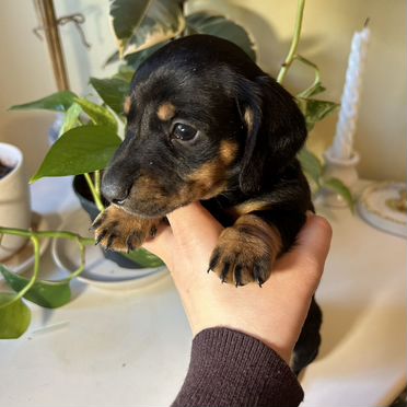 Кроличья такса, щенок