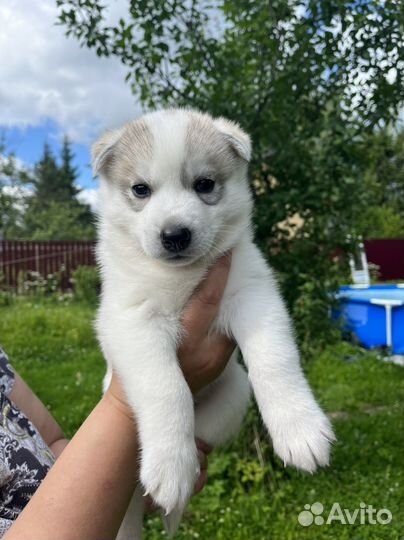 Щенки хаски