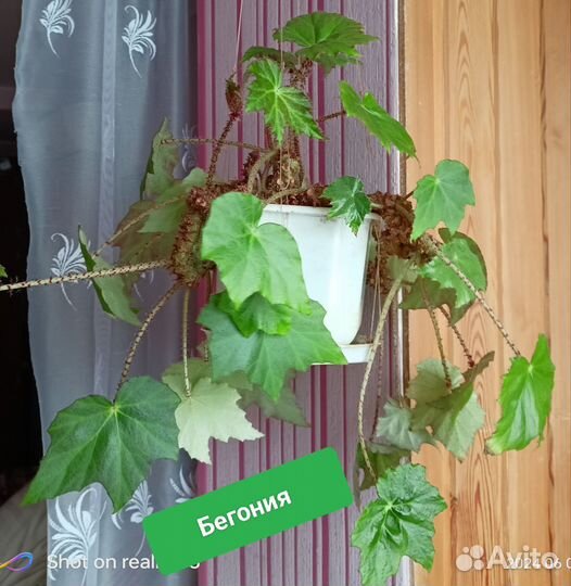 Бегония
