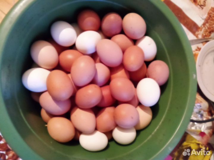 Куры несушки