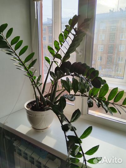 Замиокулькас с горшком