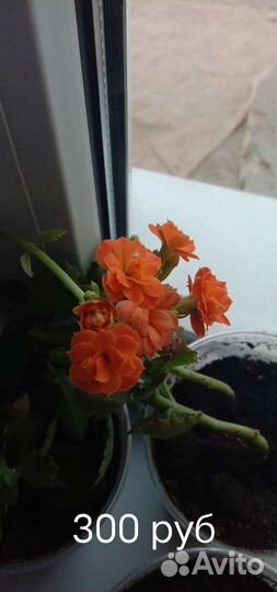 Комнатные растения цветы