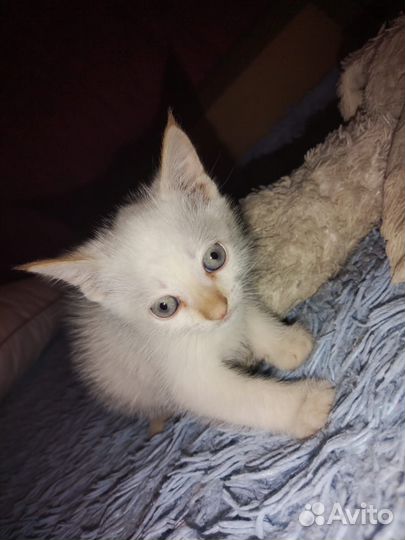 Сиамские котята
