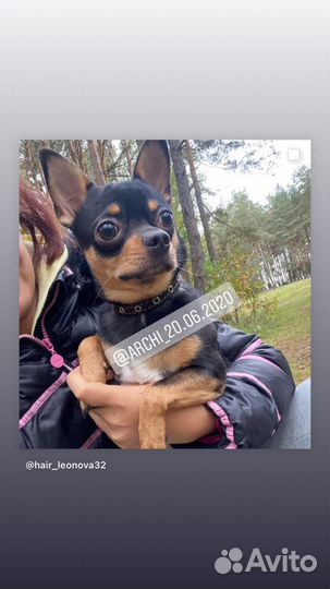 Вязка кобель чихуахуа стандарт