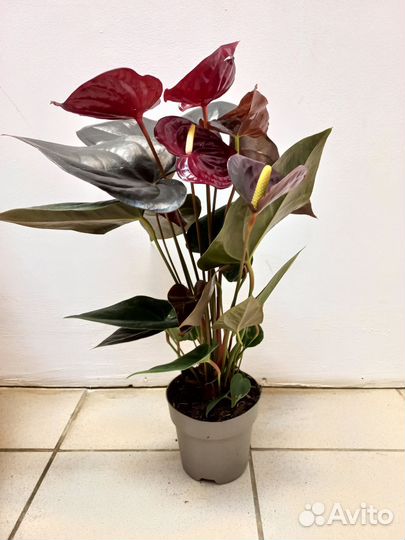 Anthurium delicate